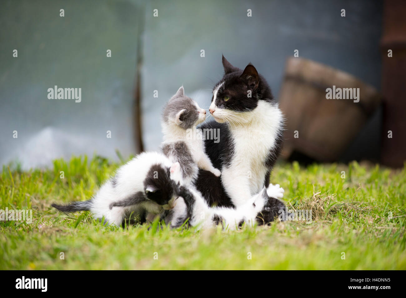 kleine Kätzchen und Mutter Stockfoto