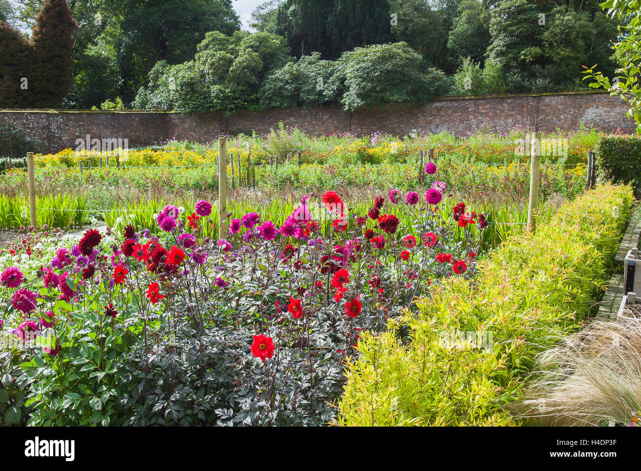 Ein Bett von Dahlien in einem ummauerten Garten am Heligan UK Stockfoto