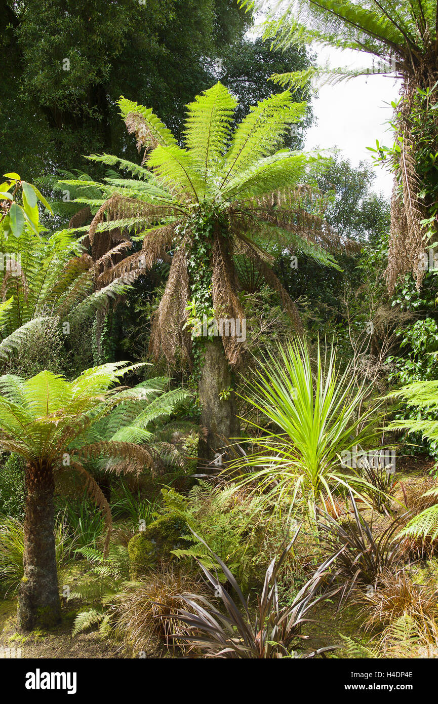Baumfarne im Dschungel-Garten in Heligan Cornwall UK Stockfoto