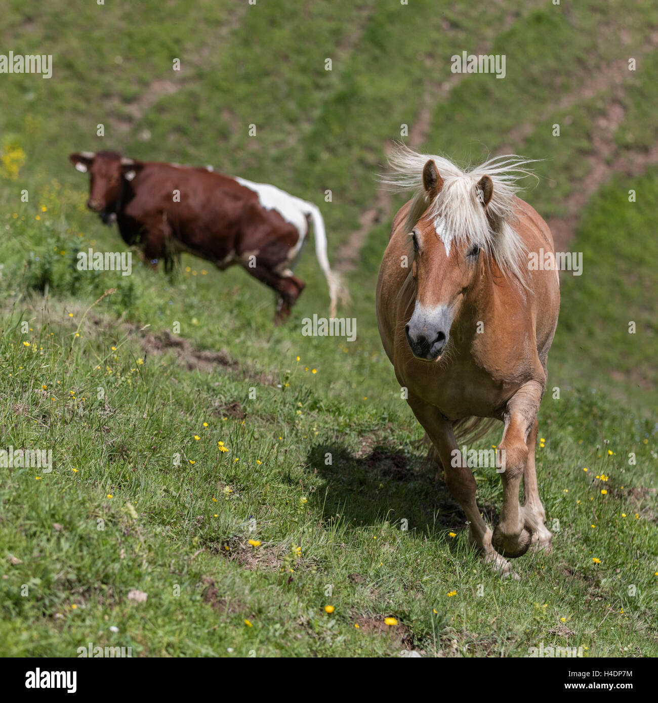 Pferd und Kuh auf der Alm Sommer Weide, Österreich Stockfoto