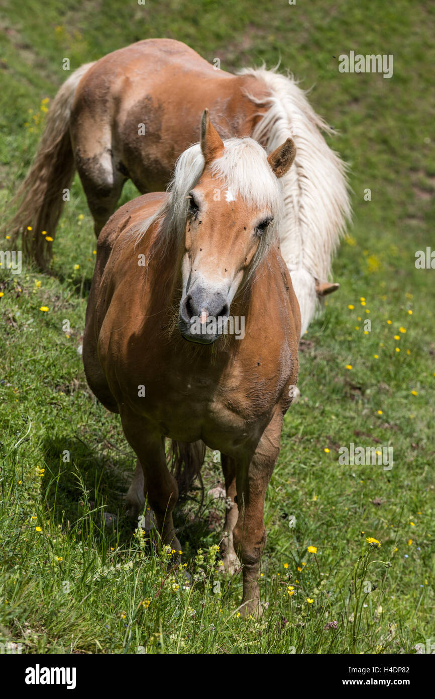 Pferde auf der Alm Sommer Wiesen, Österreich Stockfoto