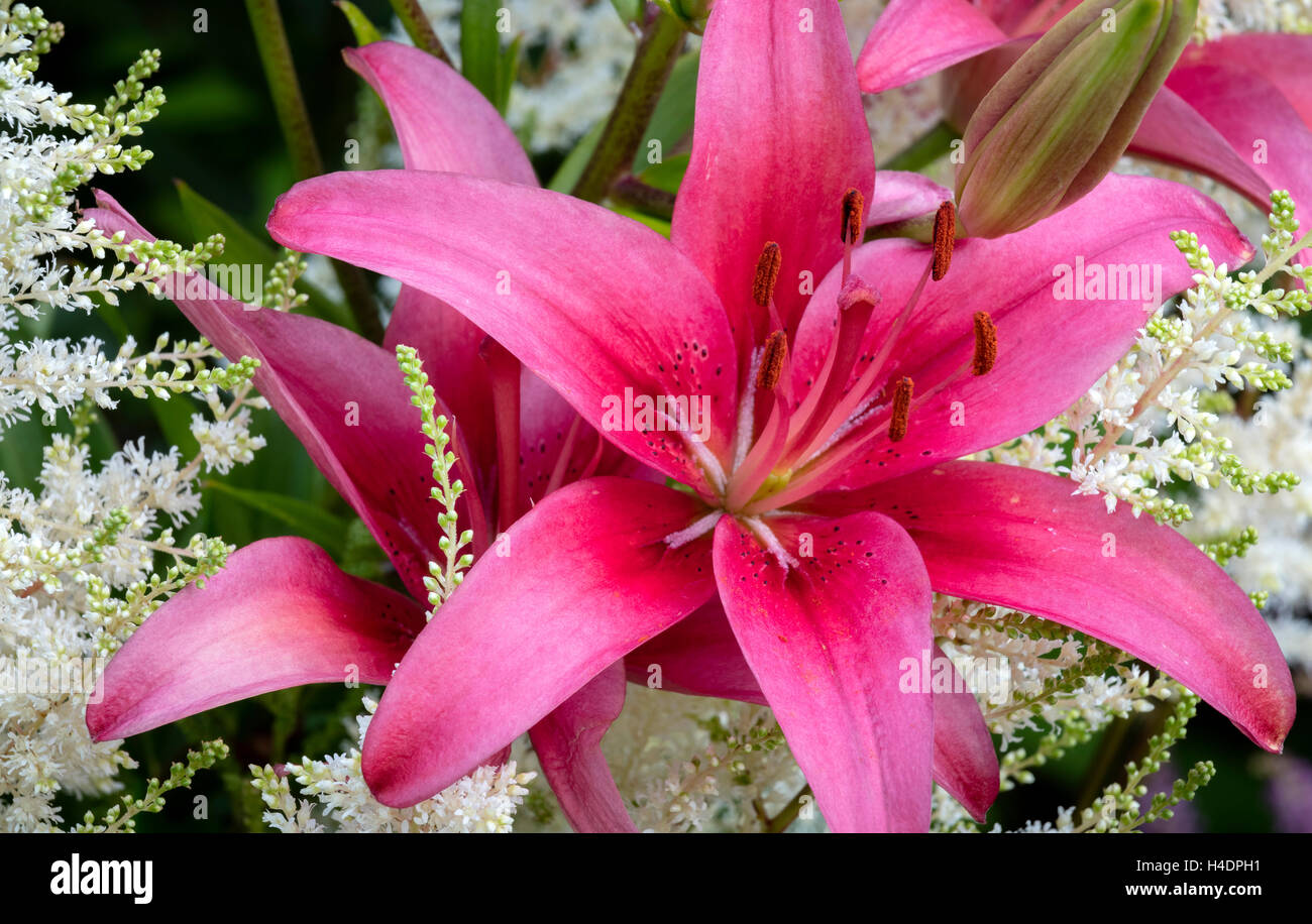 Hell rosa orientalische Lilie mit Blüte weiße Astilben Stockfoto