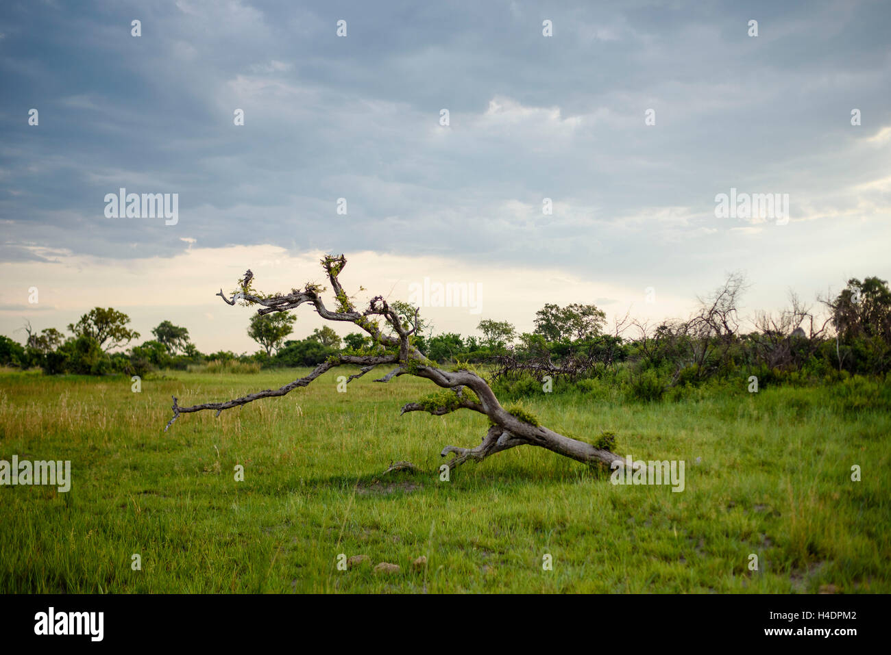 Einen seltsamen Baum im Okavangodelta, Botswana Stockfoto