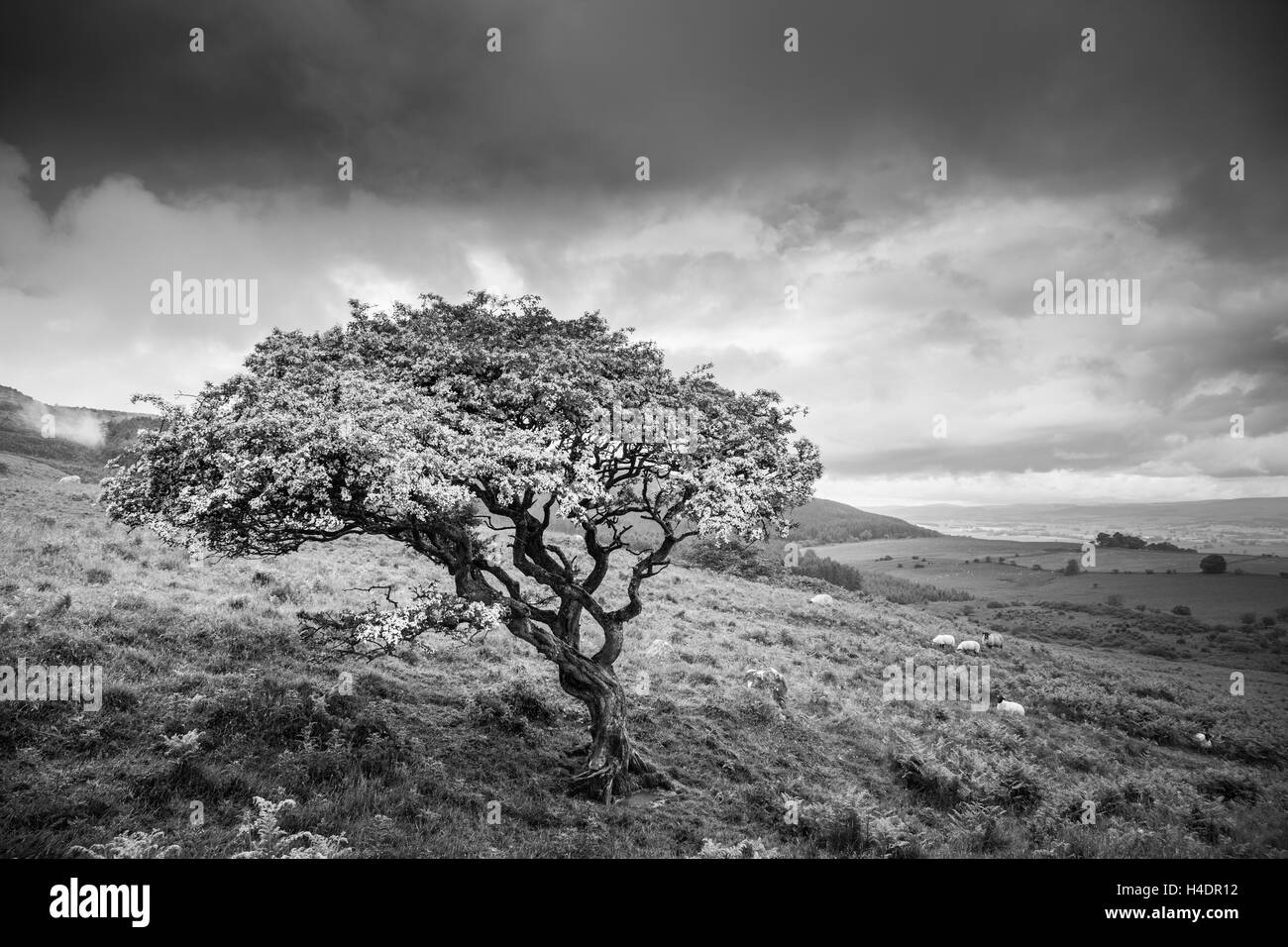 Windgepeitschten verdreht Weißdorn Baum unter einer stürmischen Sommerhimmel in Northumberland über Rothbury am Rande der Simonside Hügel Stockfoto