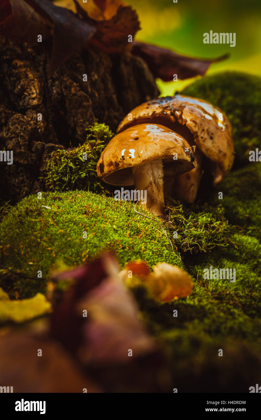 Dunkle Pilze auf grünen Moos mit einem nassen Hut. Stockfoto