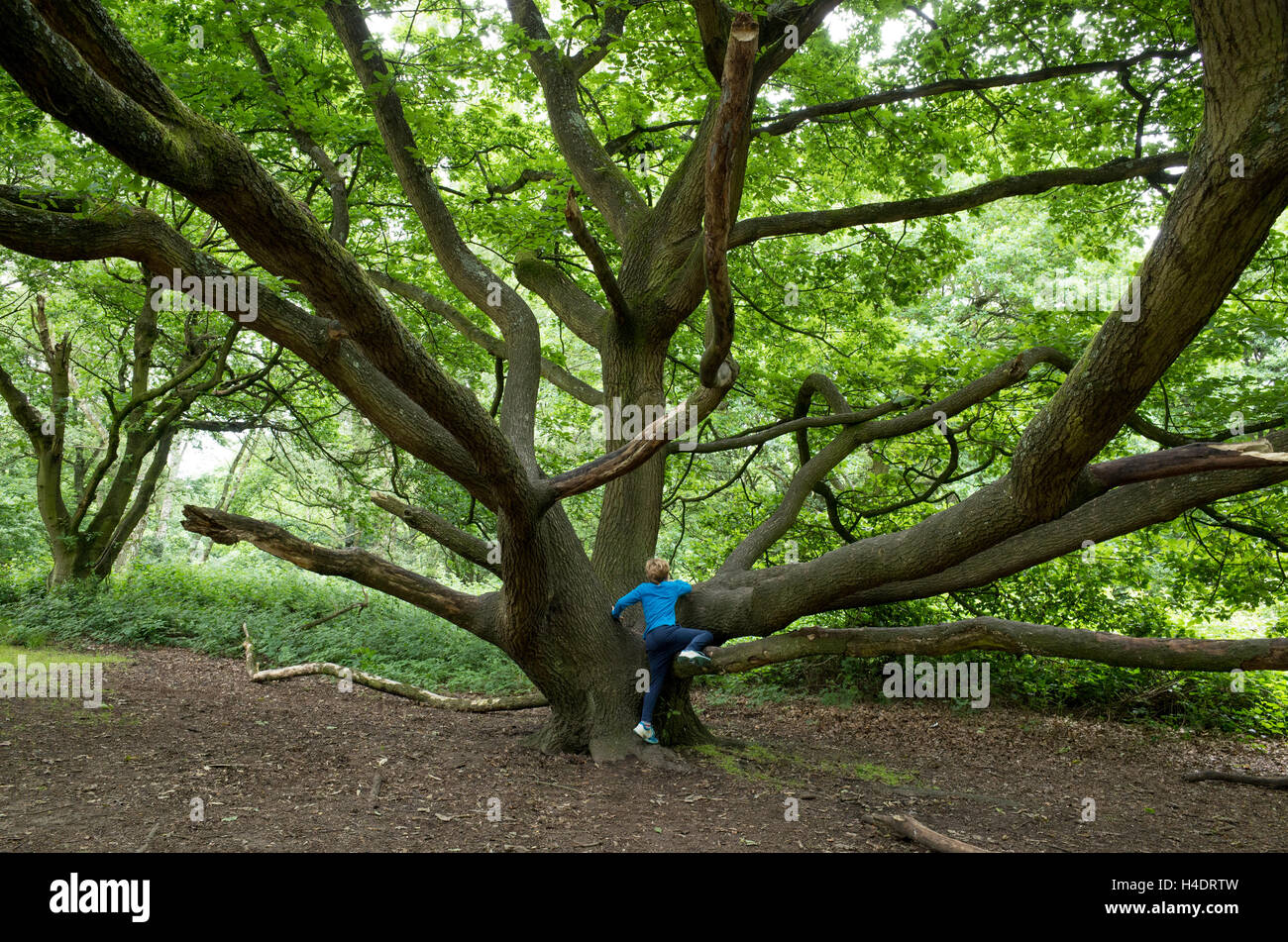 Children climbing trees Fotos und Bildmaterial in hoher Auflösung Alamy