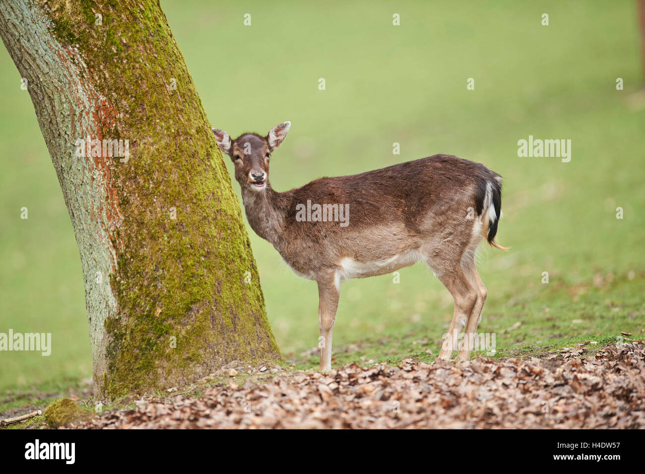Damwild, Dama Dama, Hind, Wiese, Sidewhite, Ständer, Blick in die Kamera Stockfoto