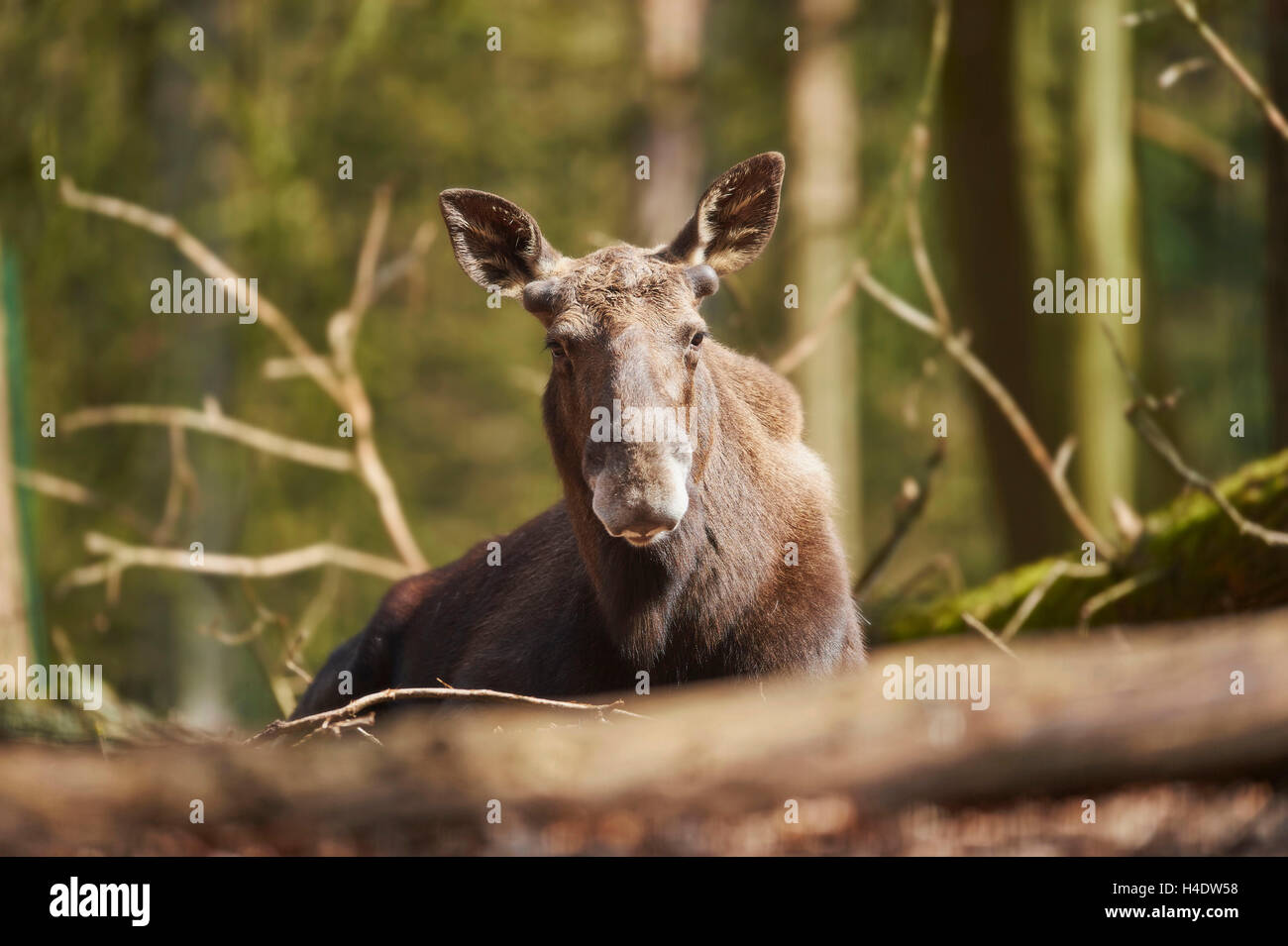 Elch, Alces Alces, Holz, Kopf, Ly, Blick in die Kamera Stockfoto