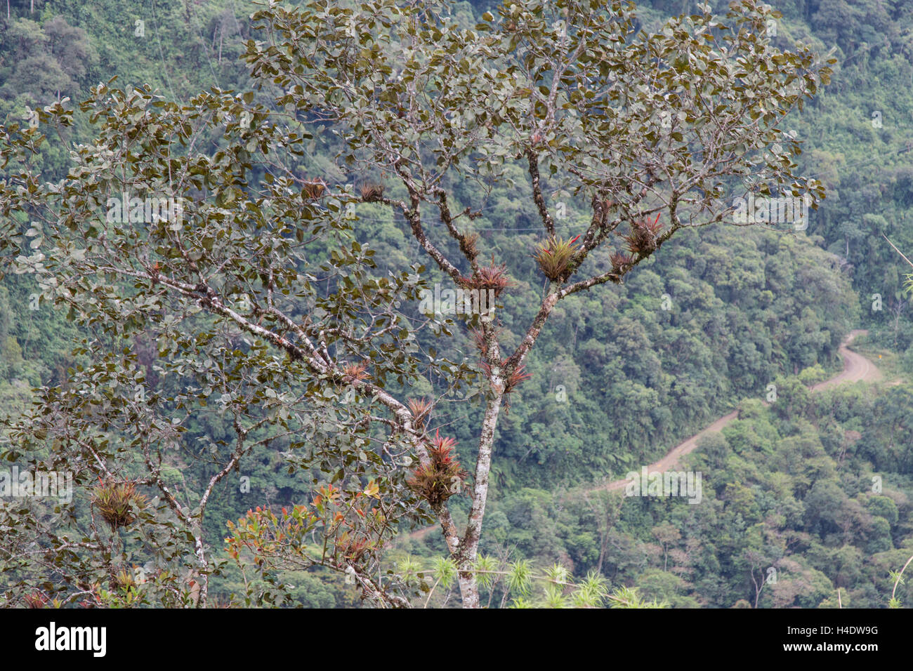 Bromelien in Bäumen in Anden Nebelwald Stockfoto