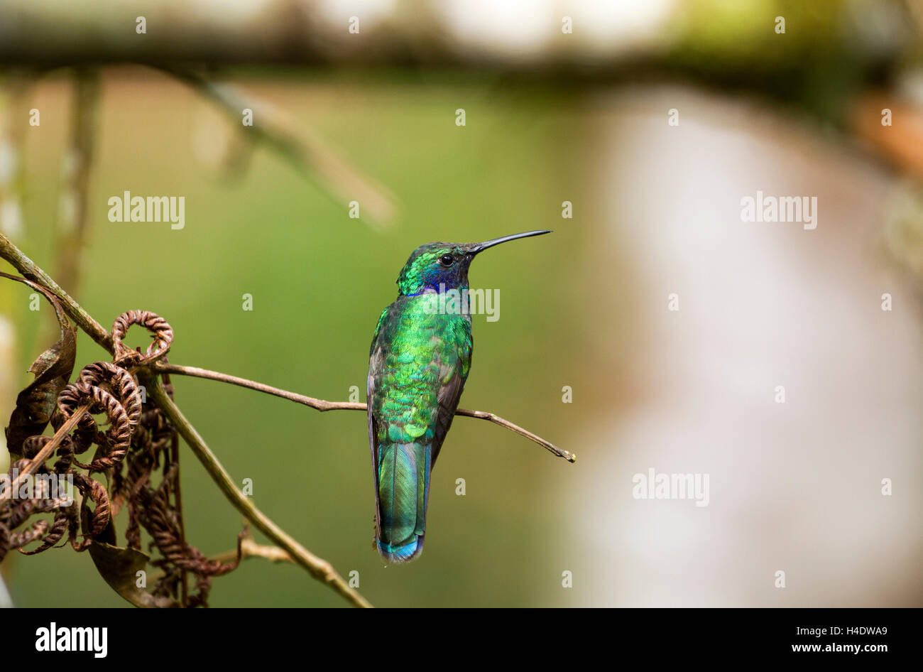 Funkelnde Violetear Kolibri Stockfoto
