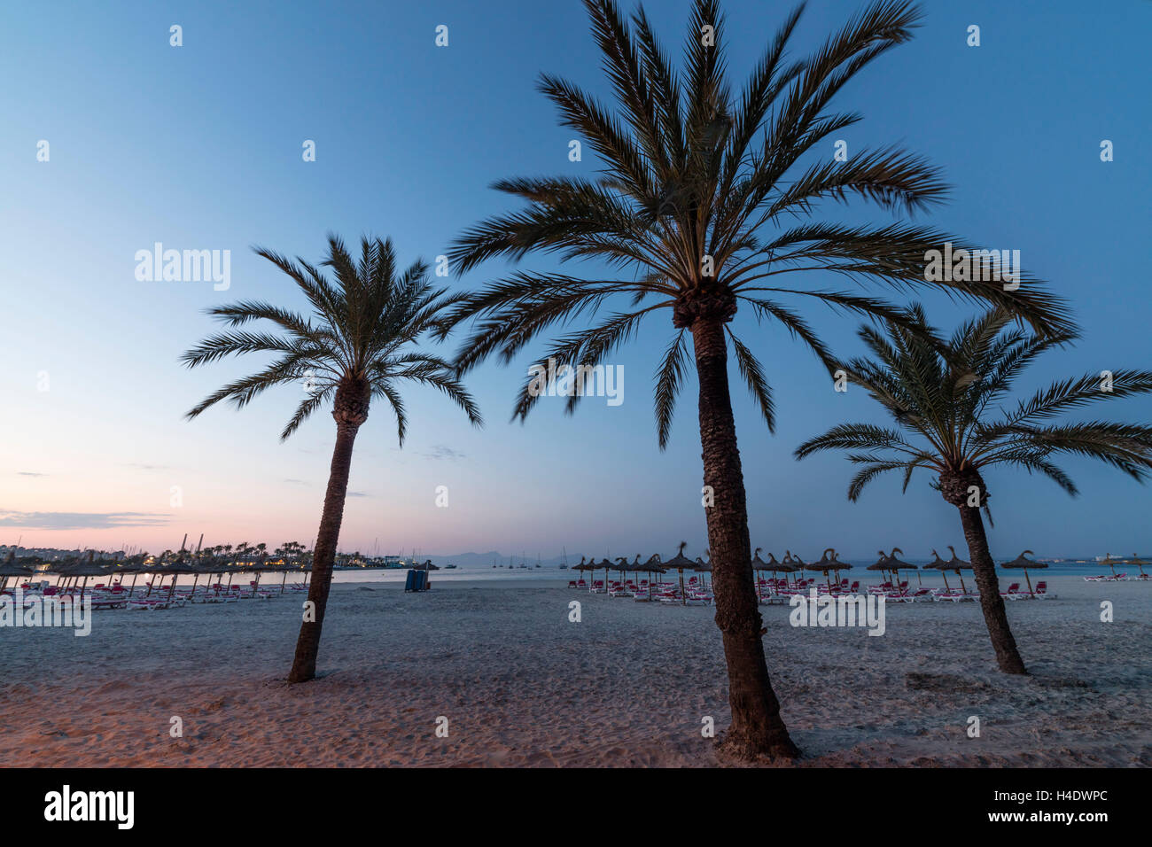 Spanien, die Balearen Insel Mallorca, Alcudia, Palmen am Strand, Stockfoto