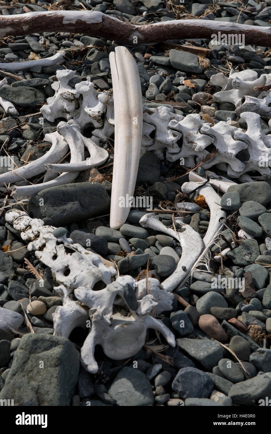 Russland, russischen Fernen Osten, Chukotka autonomes Okrug aka Tschukotka. Senyavina Straße, Yttygran Insel. Walross Knochen mit Tusk. Stockfoto