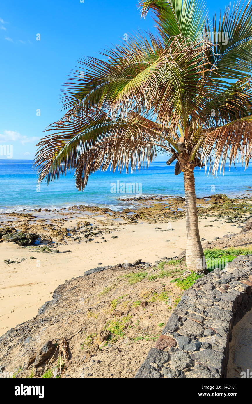 Palme am Strand von Morro Jable auf Küste von Jandia Peninsula, Fuerteventura, Kanarische Inseln, Spanien Stockfoto