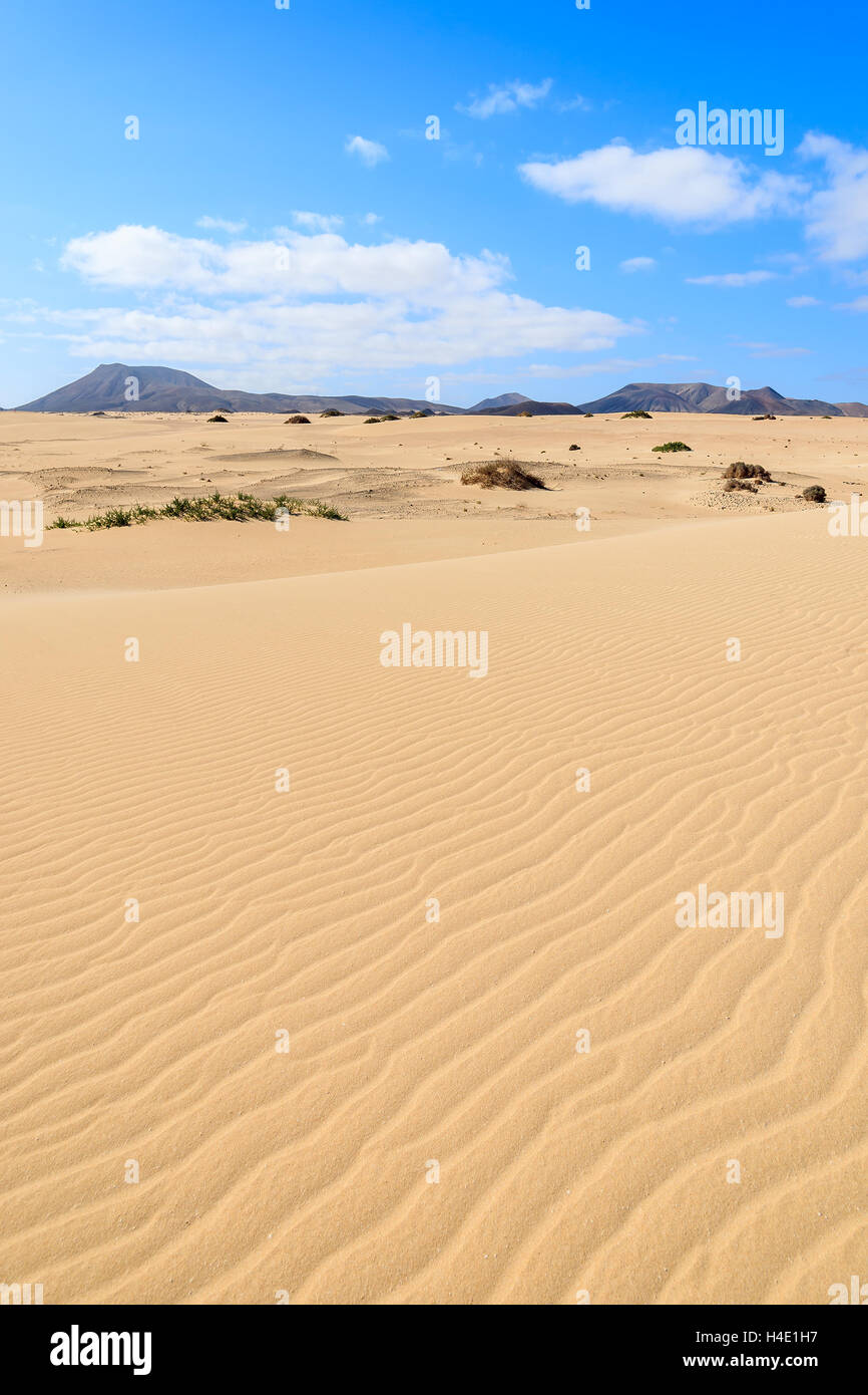 Sanddüne im Nationalpark von Corralejo, Fuerteventura, Kanarische Inseln, Spanien Stockfoto