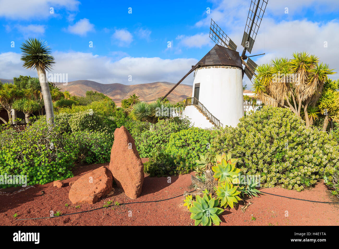 Alte Windmühle in einem tropischen Garten von Antigua Dorf, Fuerteventura, Kanarische Inseln, Spanien Stockfoto