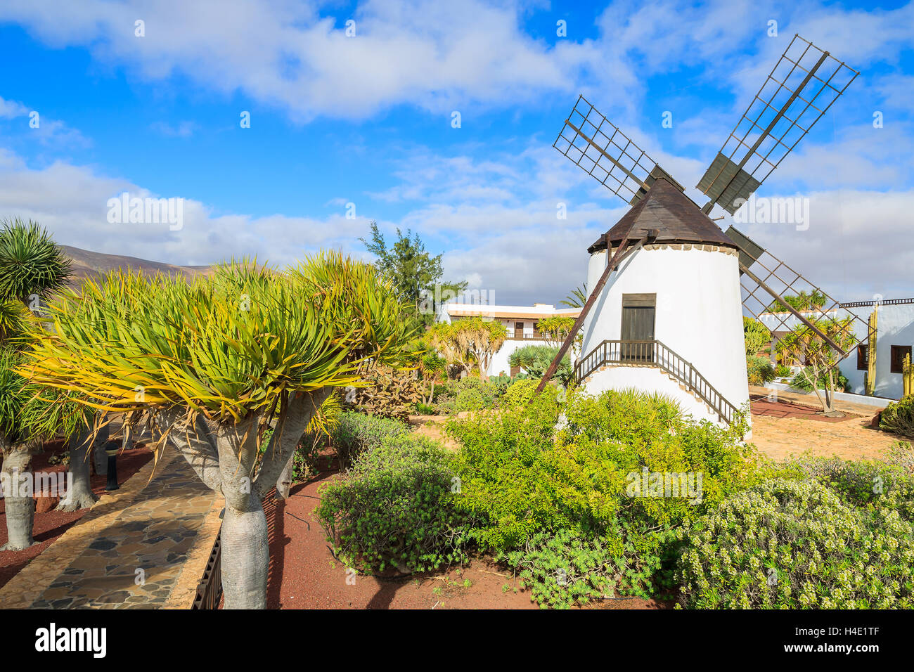 Alte Windmühle in einem tropischen Garten von Antigua Dorf, Fuerteventura, Kanarische Inseln, Spanien Stockfoto