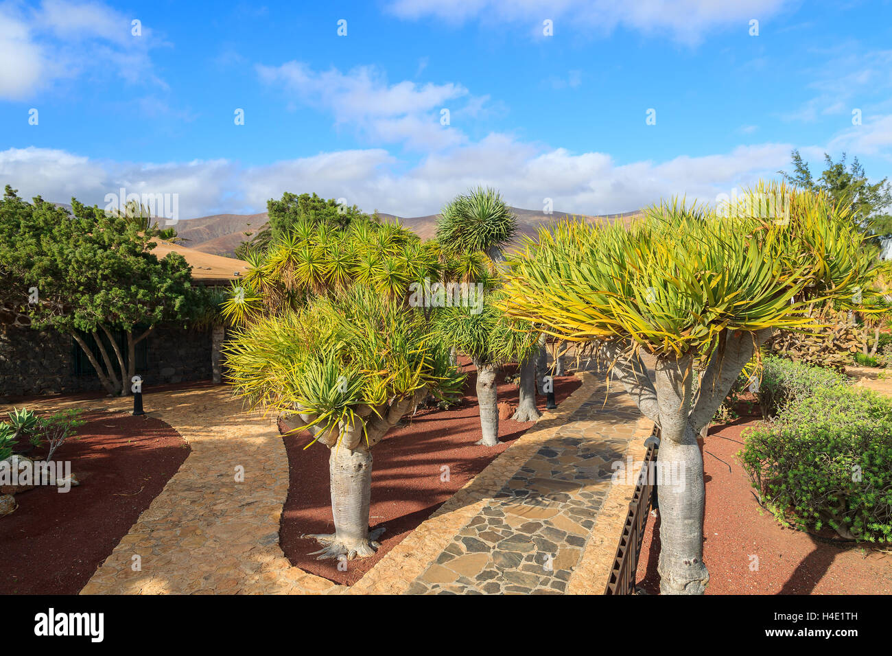 Tropische Gärten von Antigua Dorf, Fuerteventura, Kanarische Inseln, Spanien Stockfoto