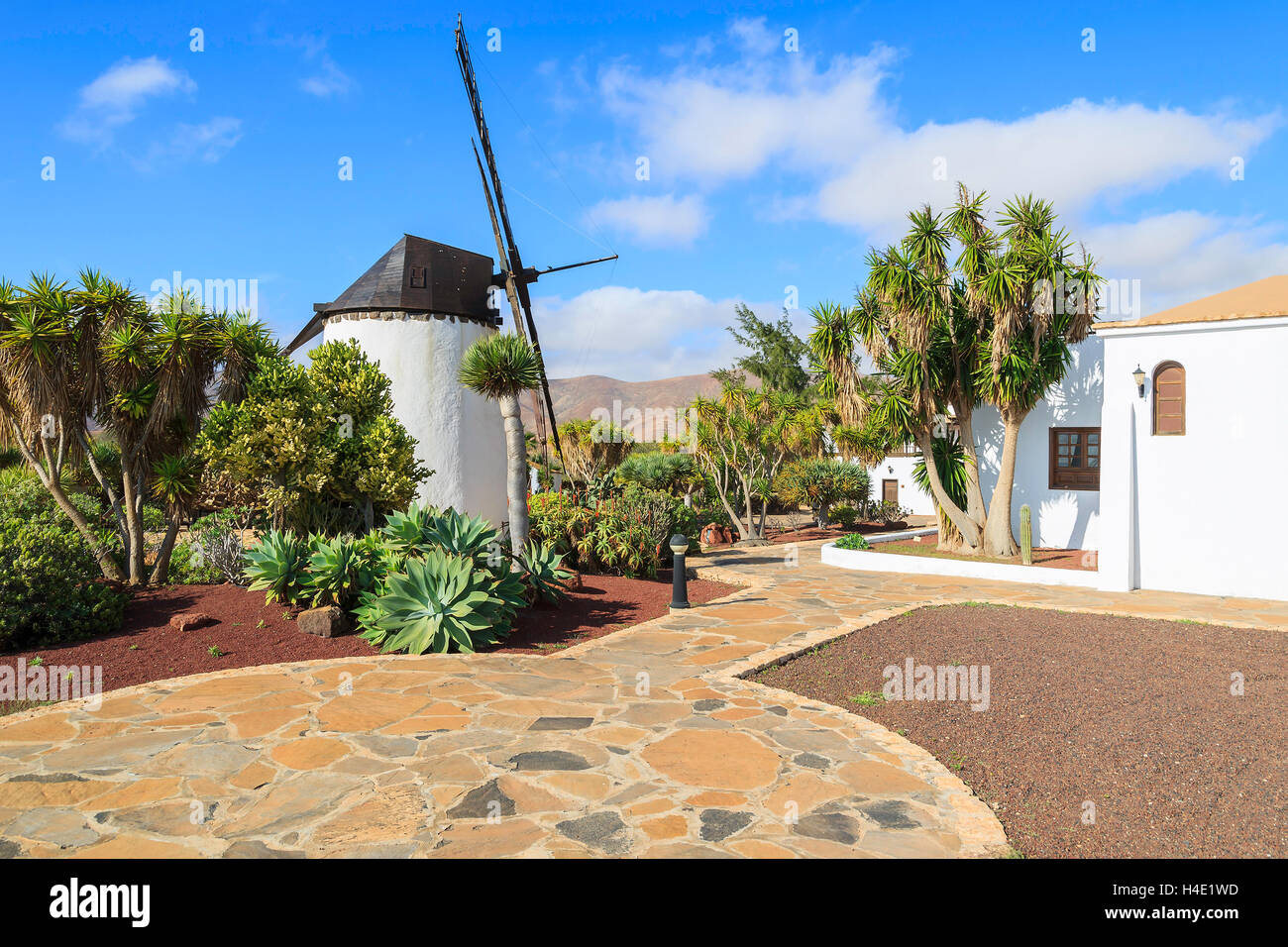 Alte Windmühle in tropischen Garten in Antigua Dorf, Fuerteventura, Kanarische Inseln, Spanien Stockfoto