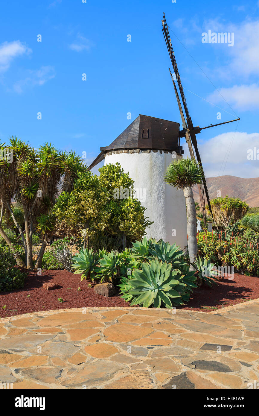 Alte Windmühle in tropischen Garten in Antigua Dorf, Fuerteventura, Kanarische Inseln, Spanien Stockfoto