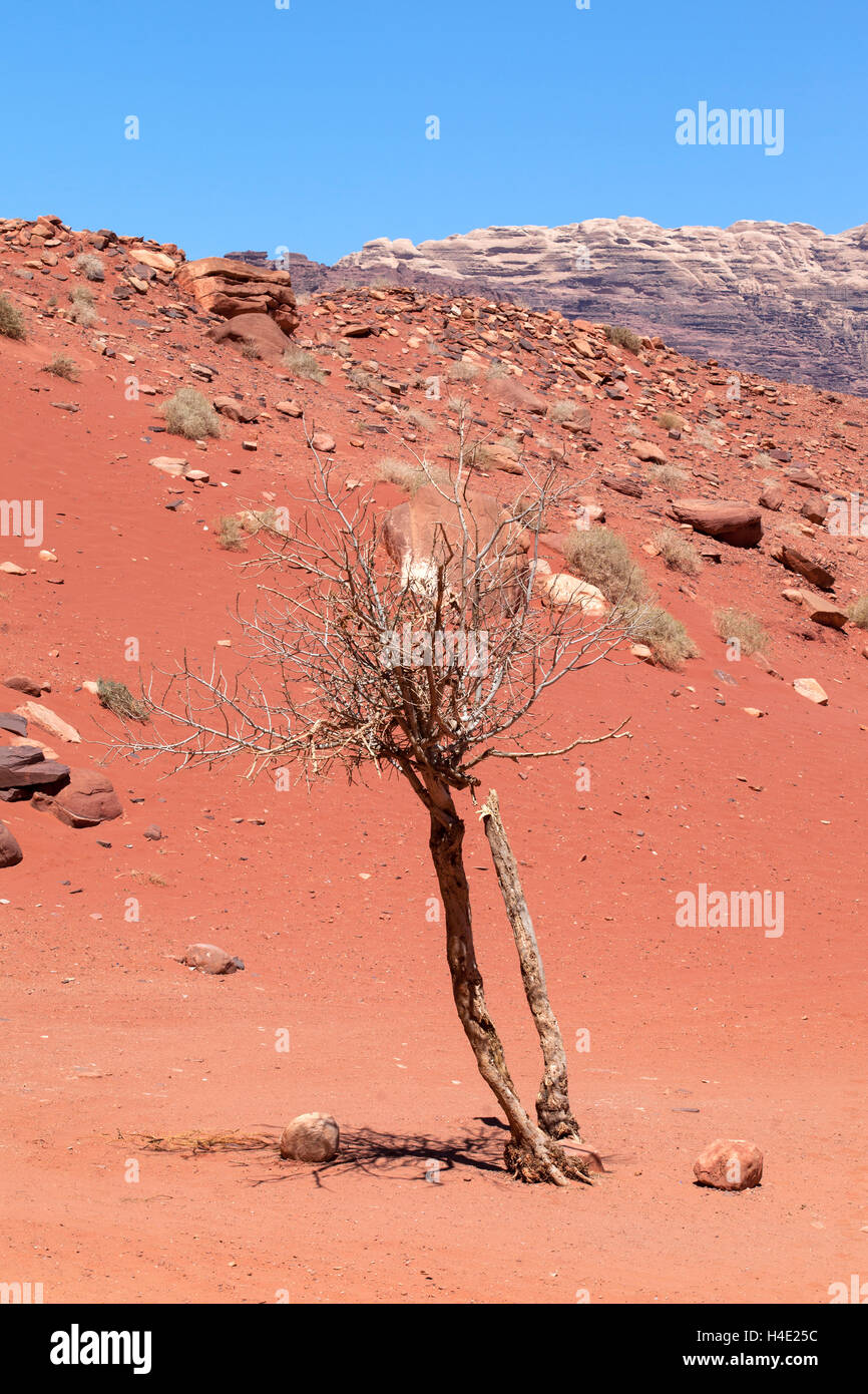 Ein trockener Baum in der Wadi Rum Wüstenlandschaft, Jordanien. Stockfoto