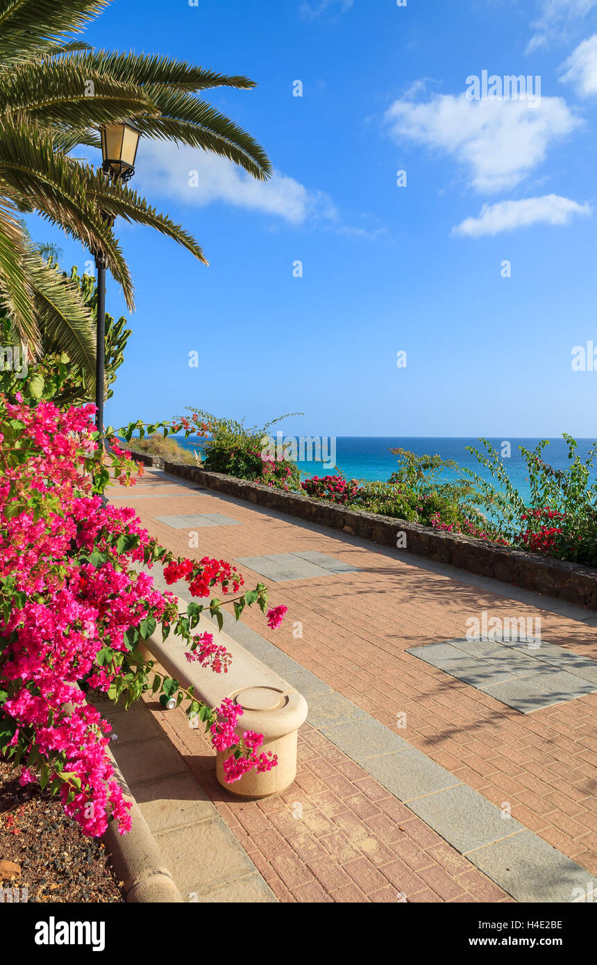 Tropische Blumen auf Promenade am Strand von Jandia in Morro Jable mit Blick aufs Meer, Fuerteventura, Kanarische Inseln, Spanien Stockfotografie