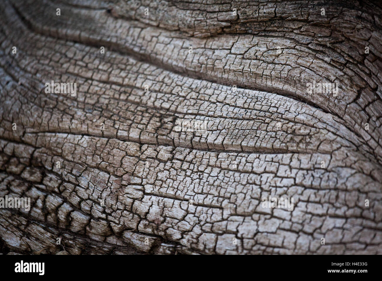 Treibholz am Strand Stockfoto