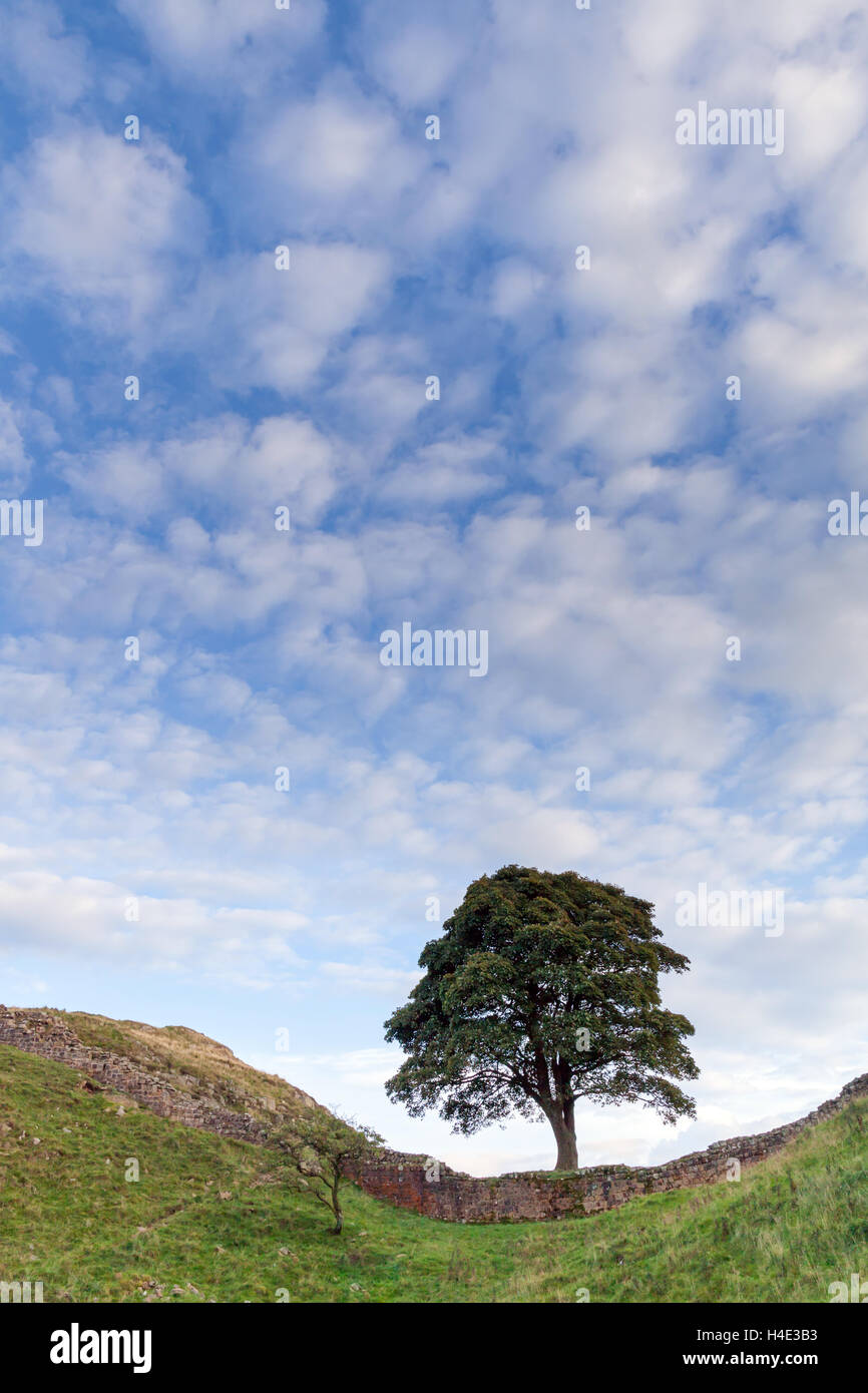 Bergahorn Lücke am Hadrianswall an einem Spätsommertag mit kleinen flaumigen Wolken und blauer Himmel, Robin Hood Baum Stockfoto
