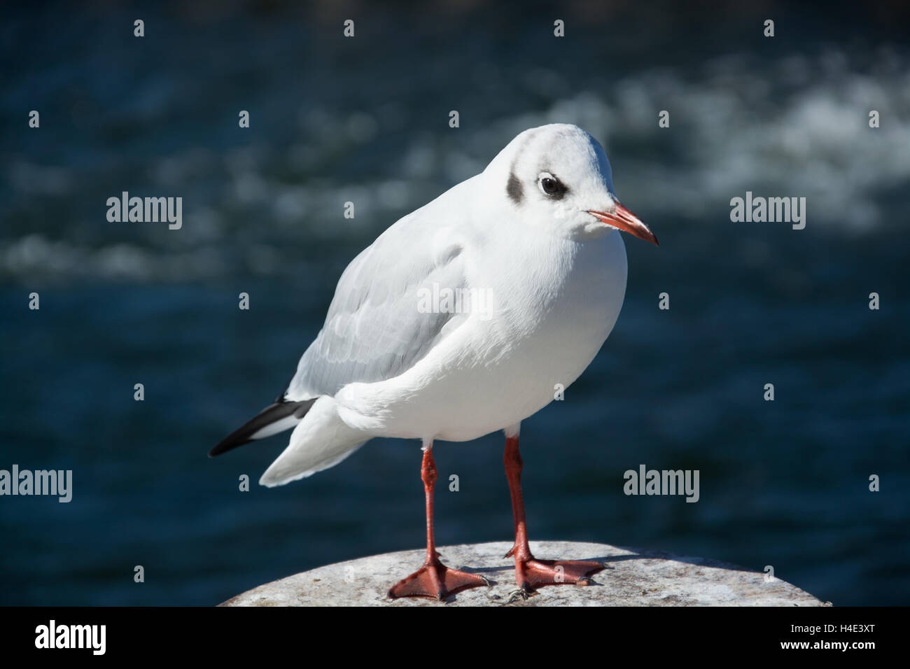 Nahaufnahme einer Möwe im Oktober. Stockfoto