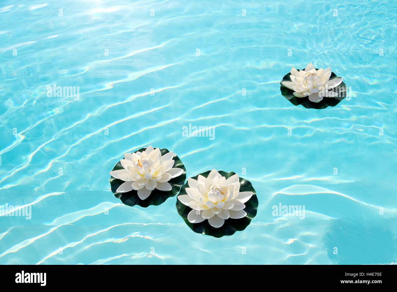 Drei weiße Seerosen oder Lotusblüten schwimmend auf ruhigen Türkis blaues Wasser Stockfoto