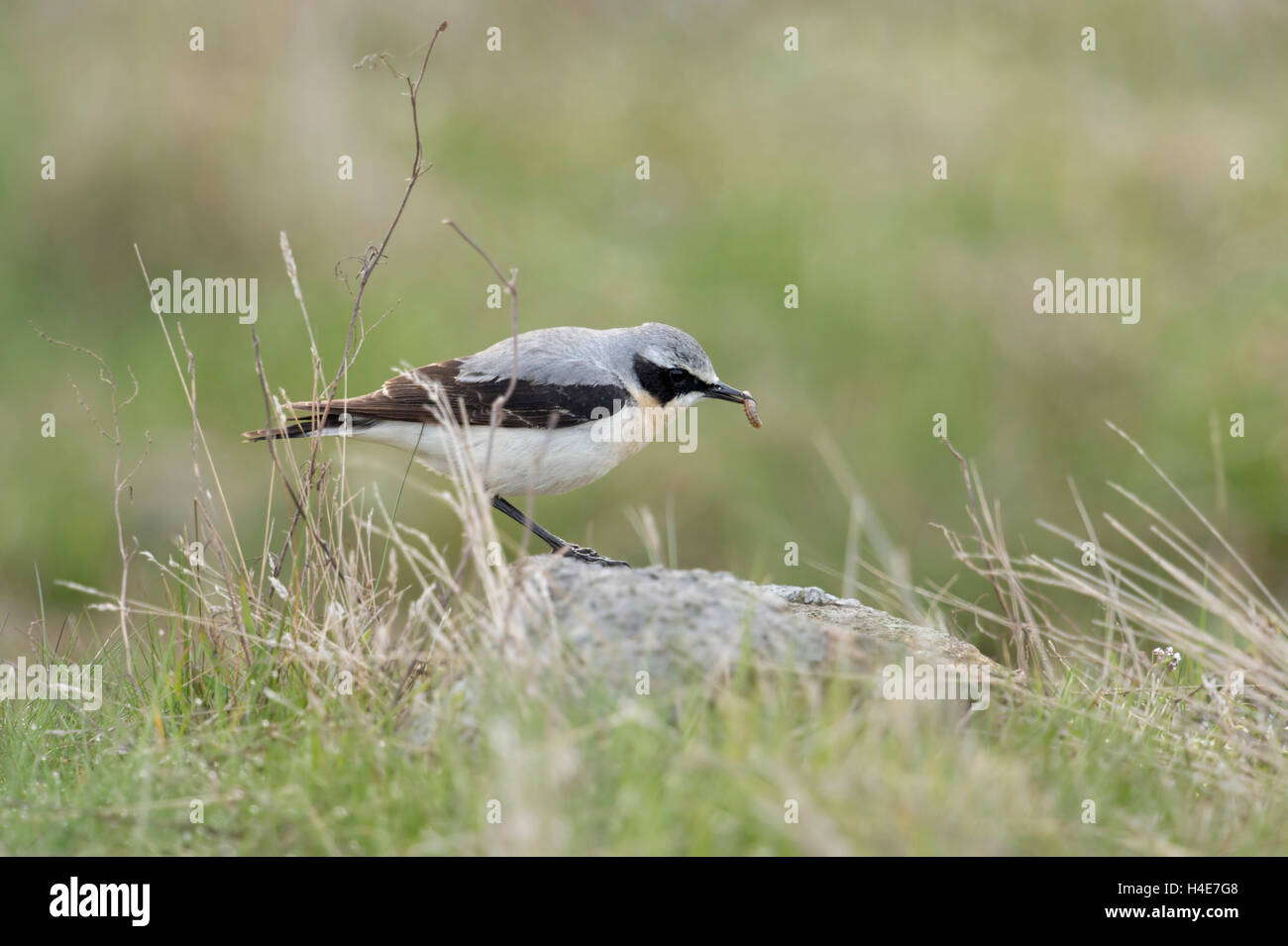 Nördlichen Steinschmätzer (Oenanthe Oenanthe), Männchen, thront auf einem einzigen Felsen im Grünland, typische Lebensraum mit Beute im Schnabel. Stockfoto