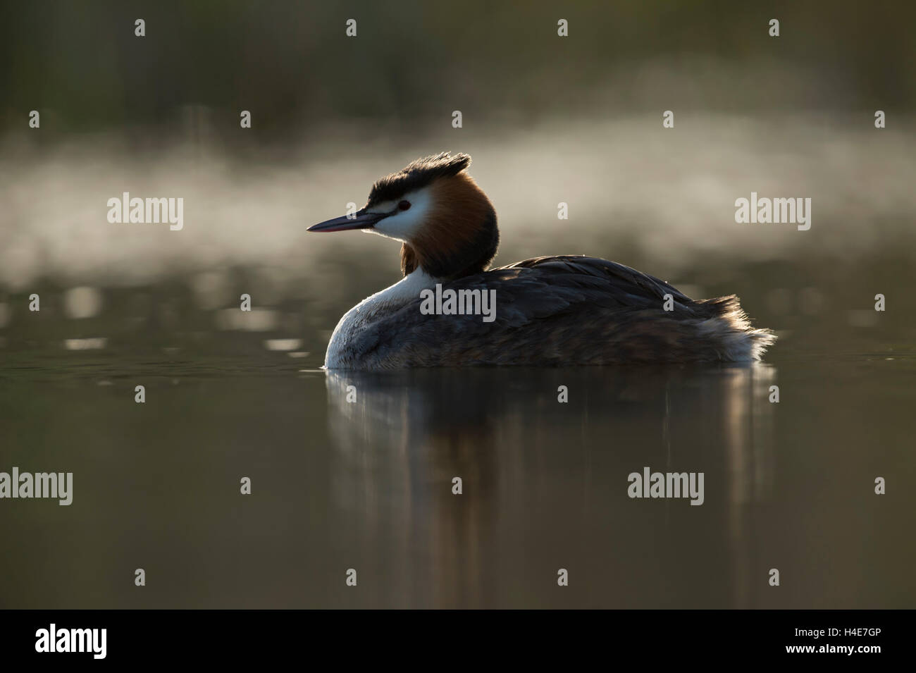 Great Crested Grebe (Podiceps cristatus), ein Erwachsener in Zuchtkleidung, schwimmt auf ruhigem Wasser, am frühen Morgen hinterleuchtet, Tierwelt, Europa. Stockfoto