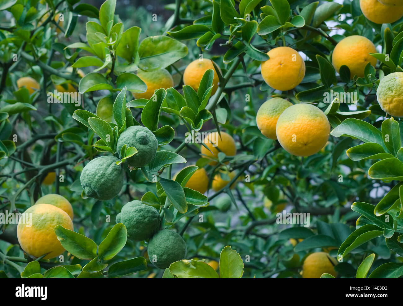 Poncirus Trifoliata. Japanische Bitterorange. Hardy Orange. Zählig Orange. Zitrusfrüchte Baum. Chinesische Bitterorange. Zitrus Trifoli Stockfoto