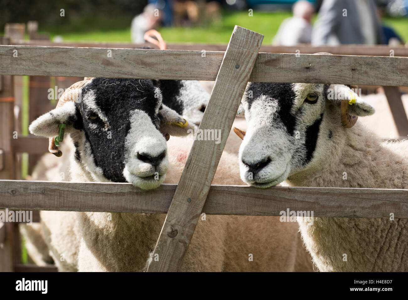 Swaledale Schafen zeigt bei Muker zeigen Swaledale North Yorkshire England UK Stockfoto