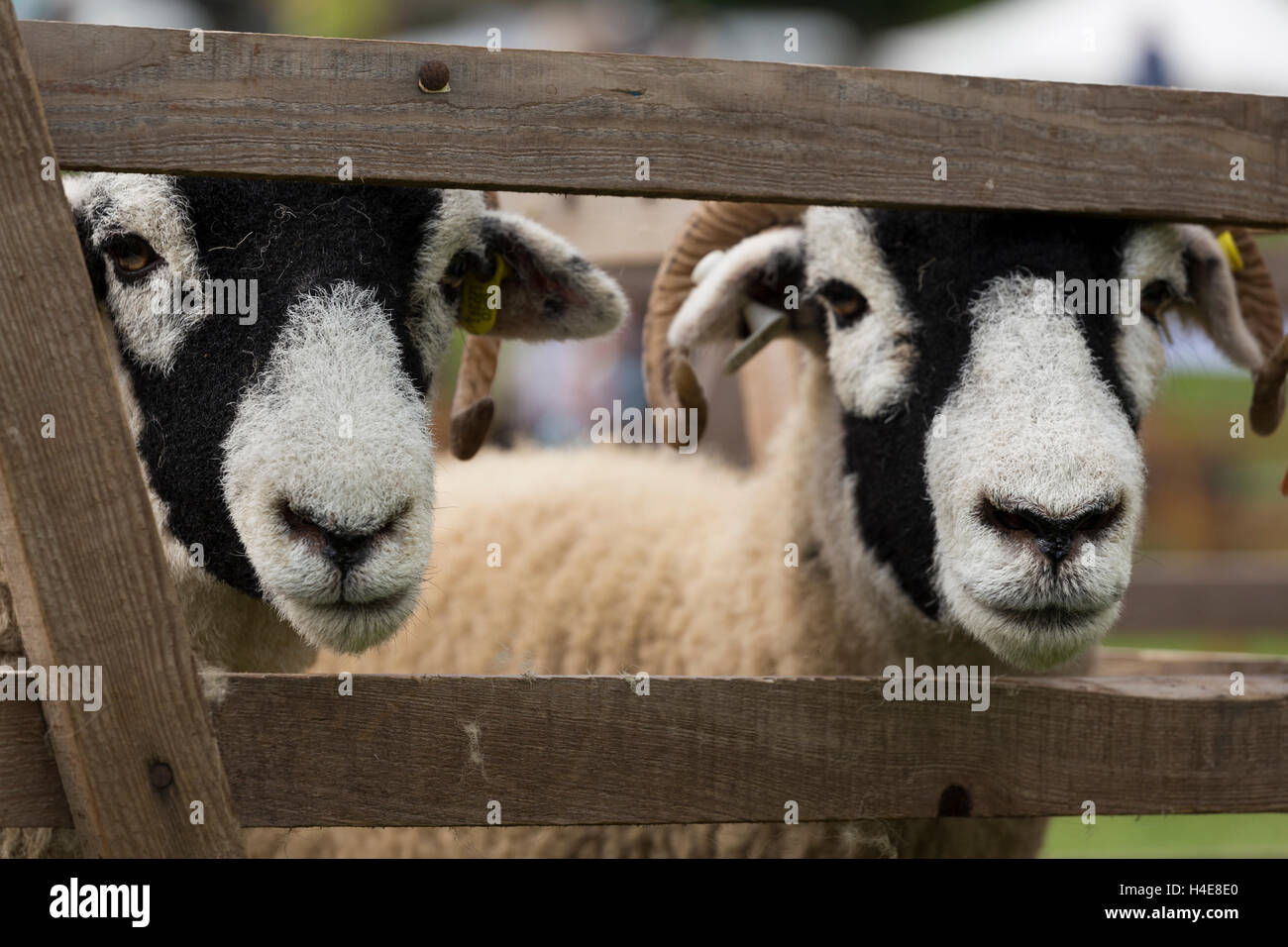 Swaledale Schafen zeigt bei Muker zeigen Swaledale North Yorkshire England UK Stockfoto