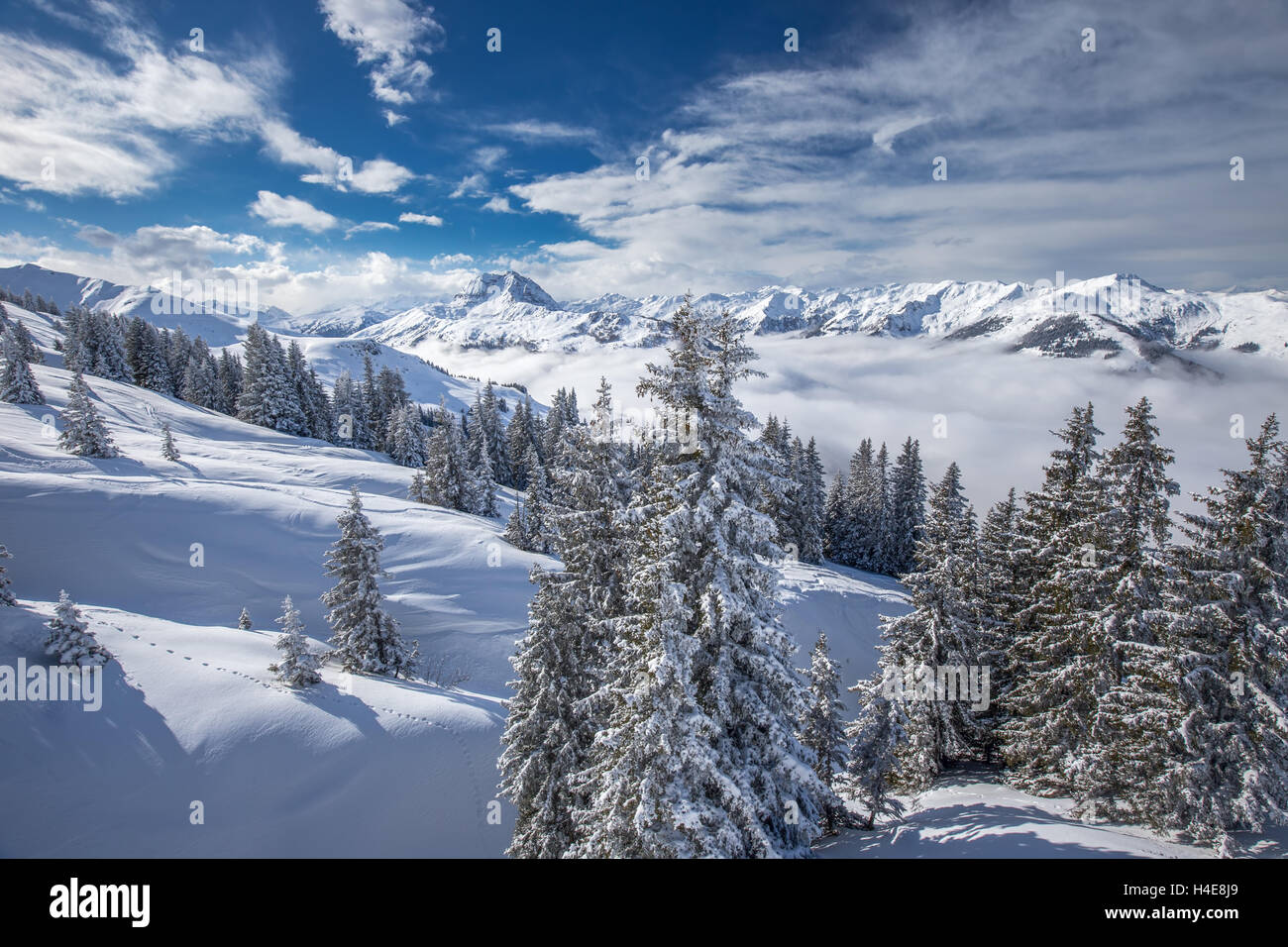 Bäumen fallenden Neuschnee in Kitzbühel Ski Resort, Tiroler Alpen, Österreich Stockfoto