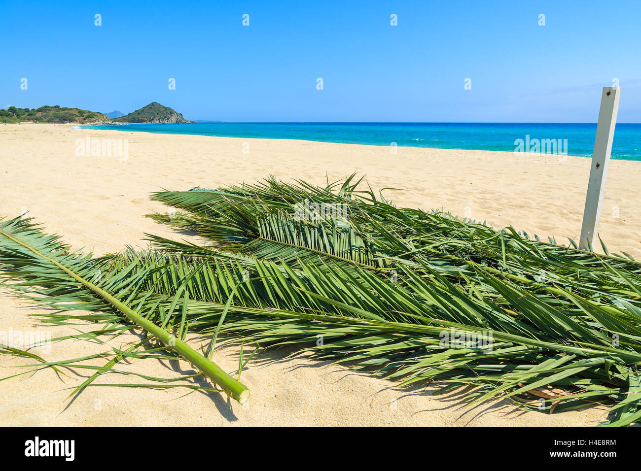 Grüne Palme Blätter OnCala Sinzias sandigen Strand und türkisfarbenes Meerwasser, Insel Sardinien, Italien Stockfoto