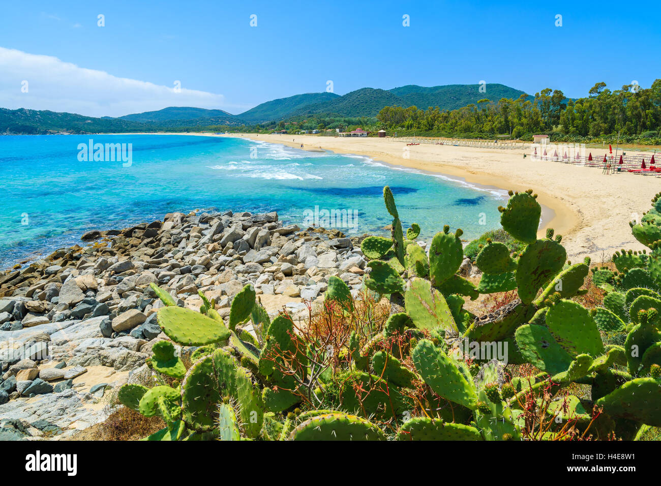 Kakteen auf Cala Sinzias sandigen Strand und türkis See anzeigen, Insel Sardinien, Italien Stockfoto