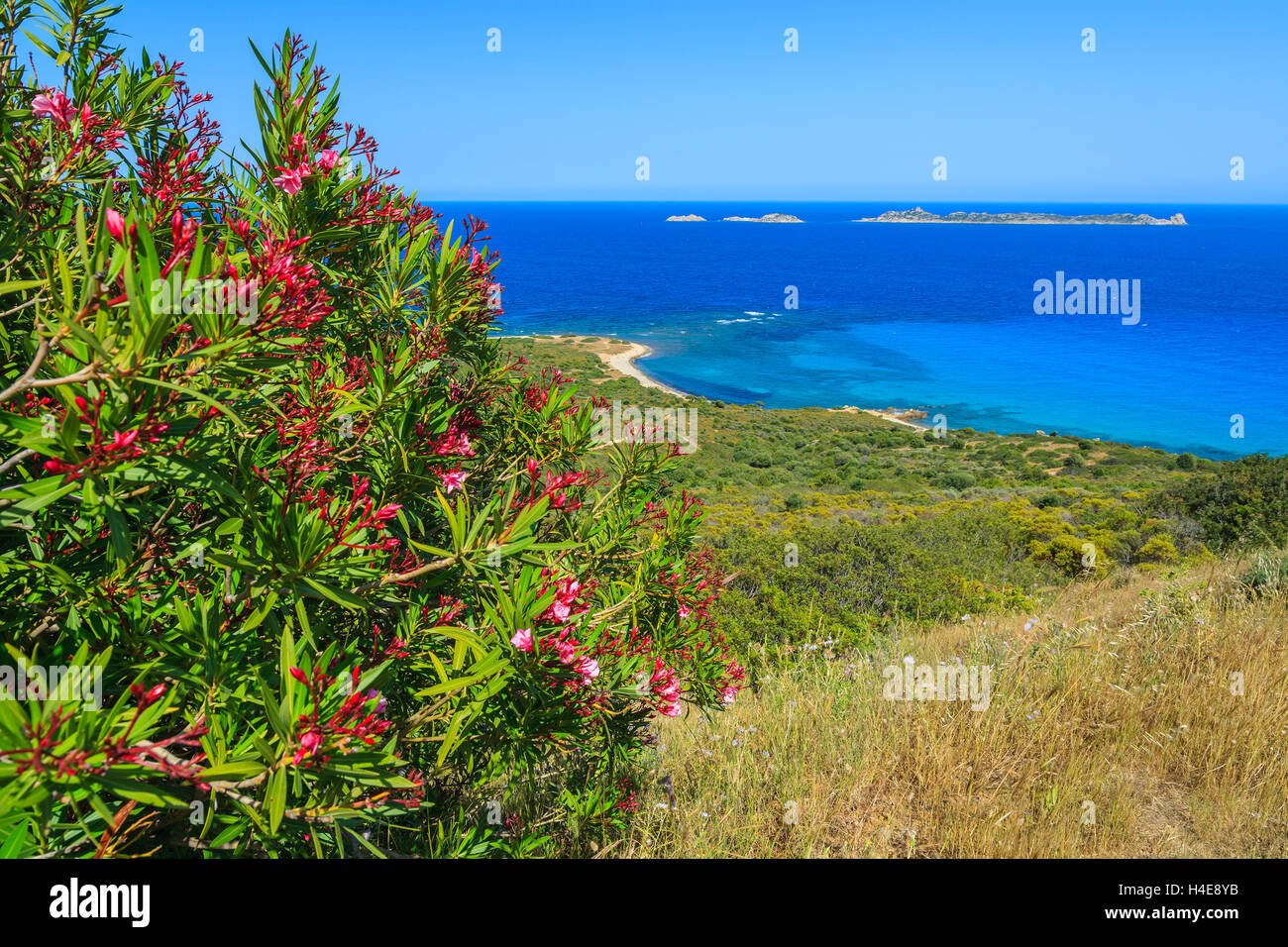 Rote Blumen auf Sardiniens Insel in der Nähe von Costa Rei, Italien Stockfoto