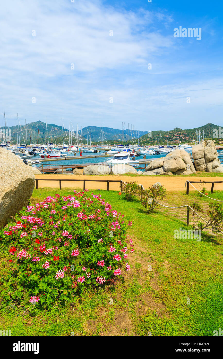 Blumen in der Marina von Porto Giunco, Insel Sardinien, Italien Stockfoto