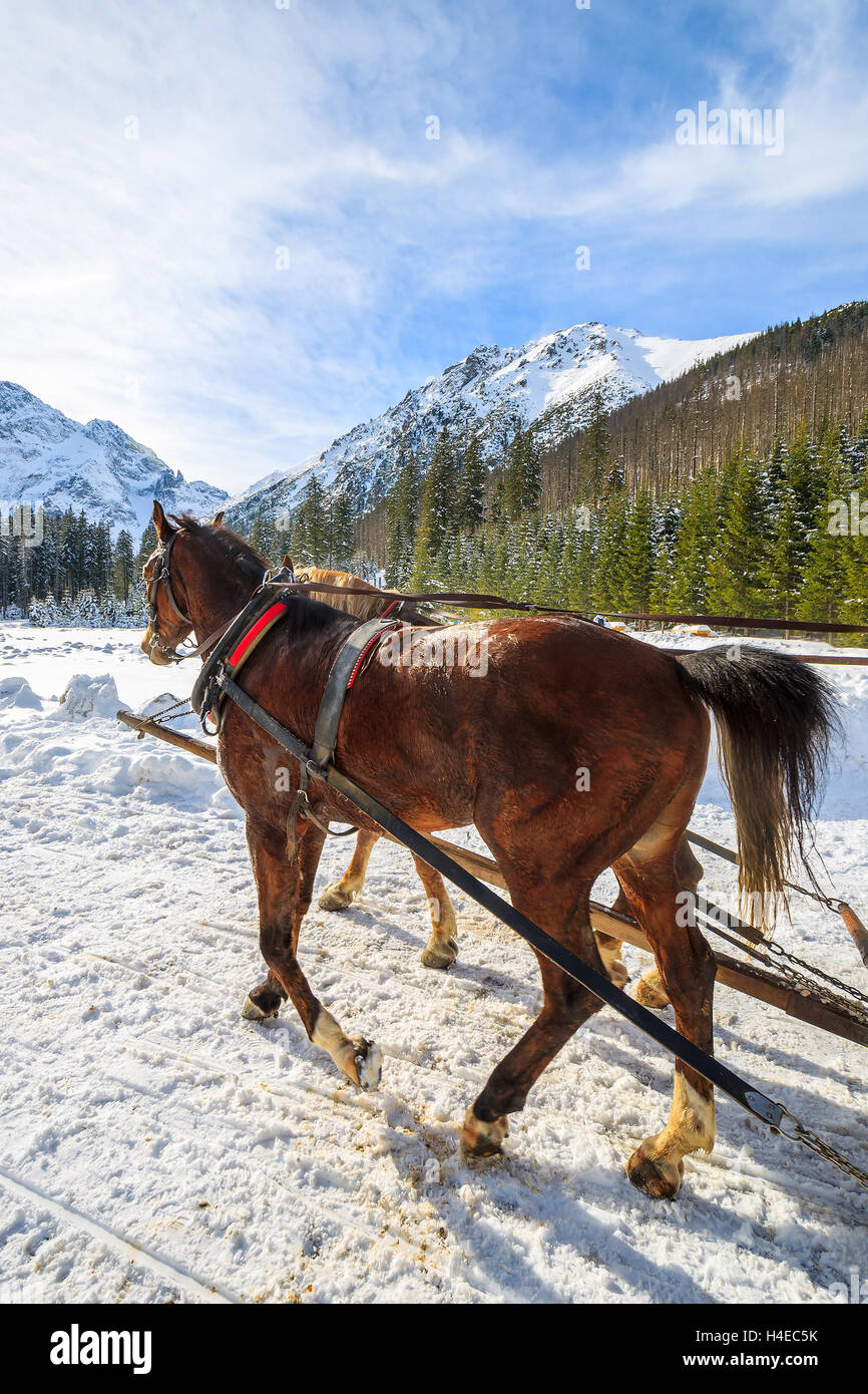 Pferde Schlitten Kutsche in der Nähe von Lake Morskie Oko in Winter, hohen Tatra, Polen Stockfoto