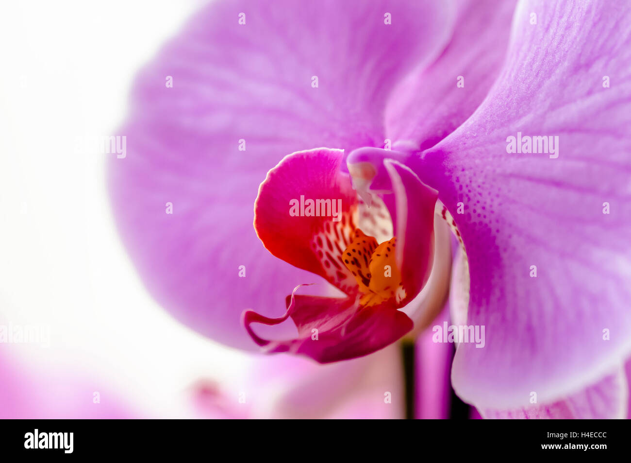 Phaelenopsis rosa dekorative Orchidee nah bis Makro Stockfoto