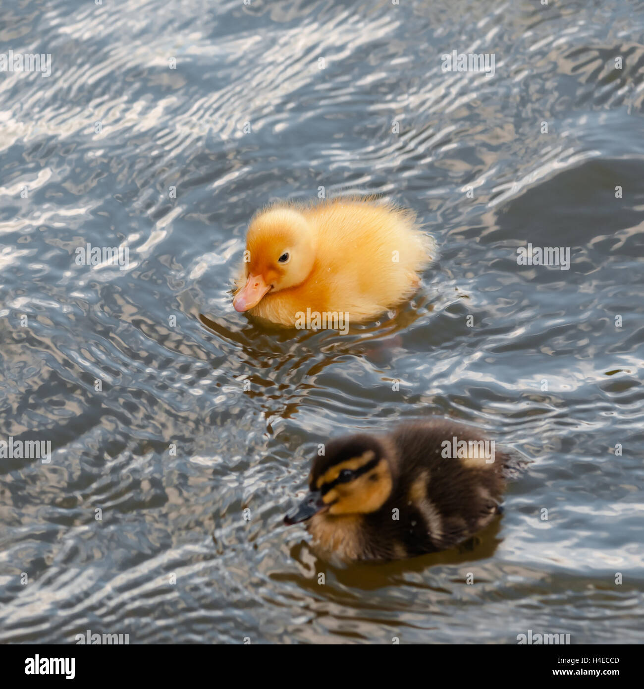 Zwei baby-Enten Entchen schwimmen auf dem Wasser Platz Stockfoto