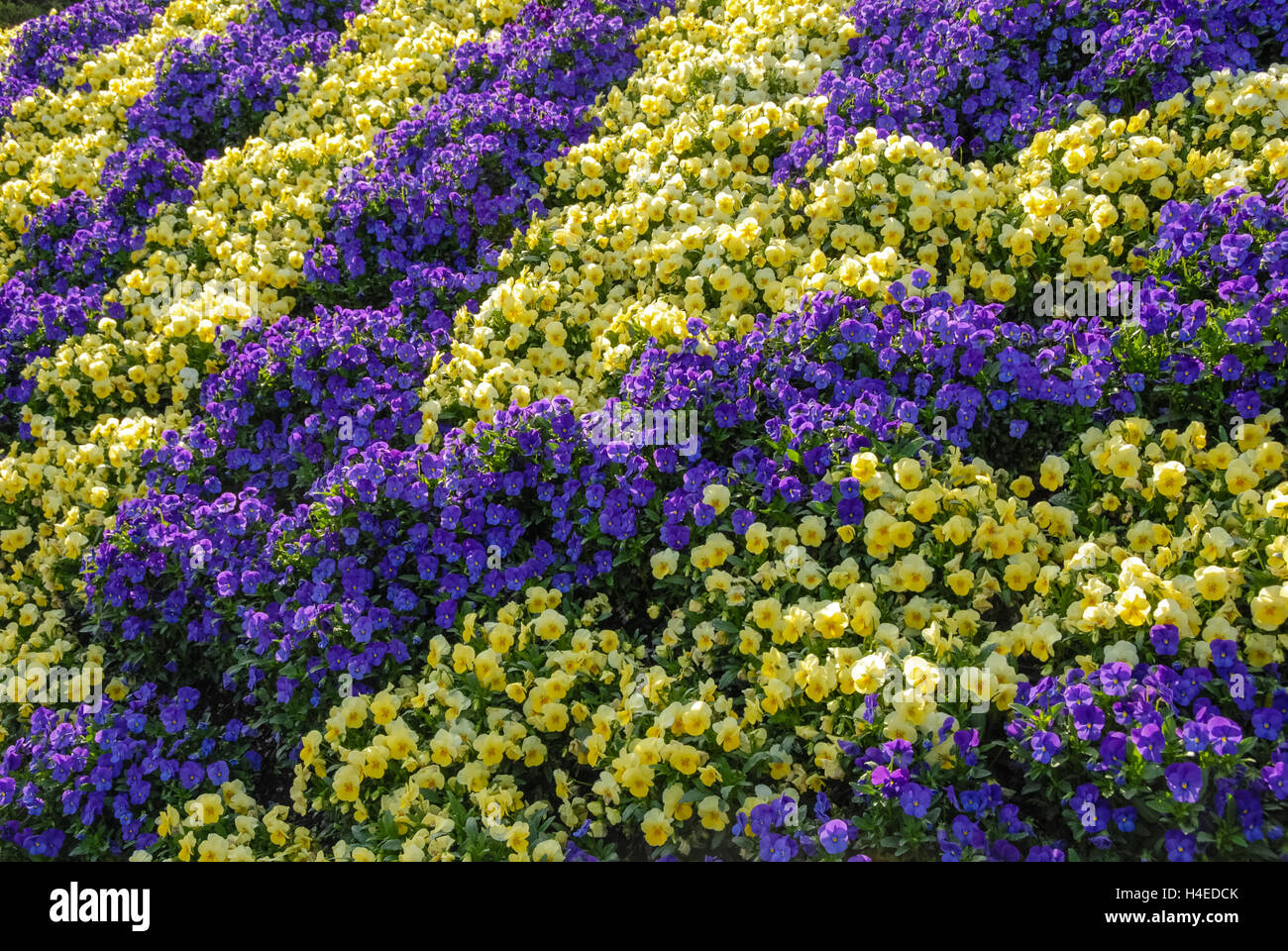 Leuchtend gelbe und violette Blüten in geometrische Landschaftsdesign. Stockfoto