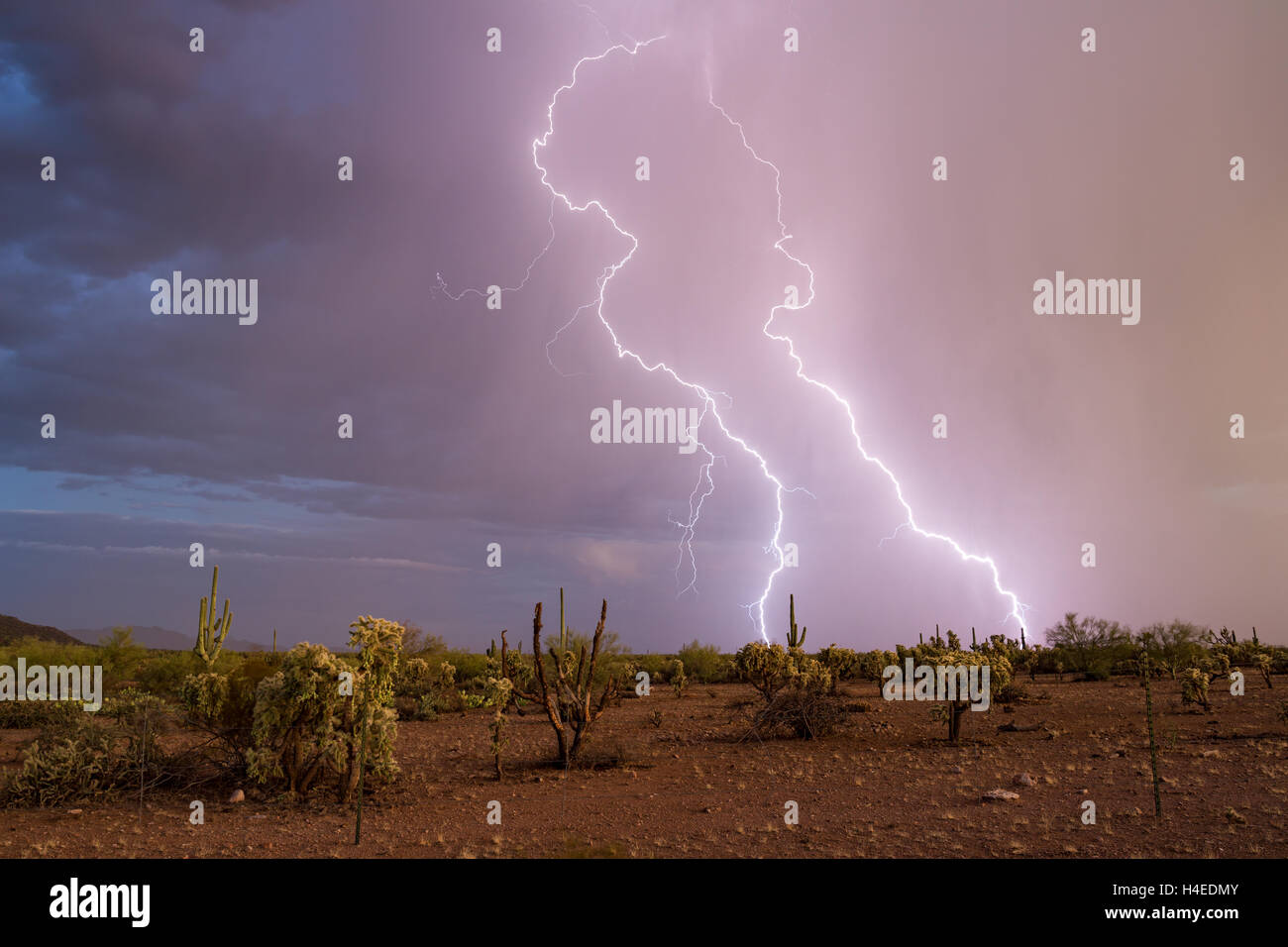 Blitzschläge treffen in der Sonoran-Wüste während eines Monsungewitters im Gold Canyon, Arizona Stockfoto