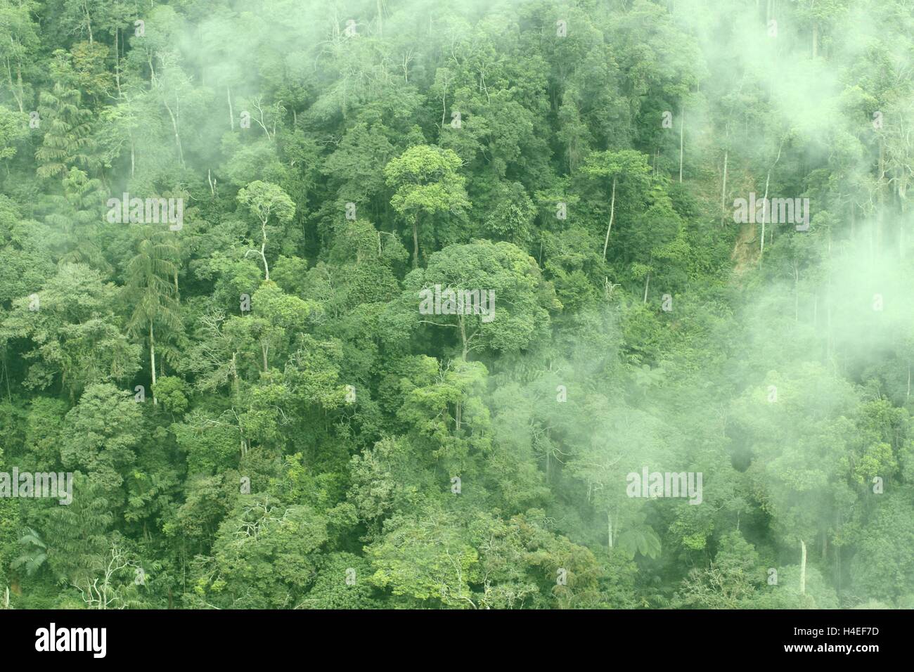 Highland Tropenwald mit wirbelnden Wolken in Genting Highlands, Malaysia. Stockfoto