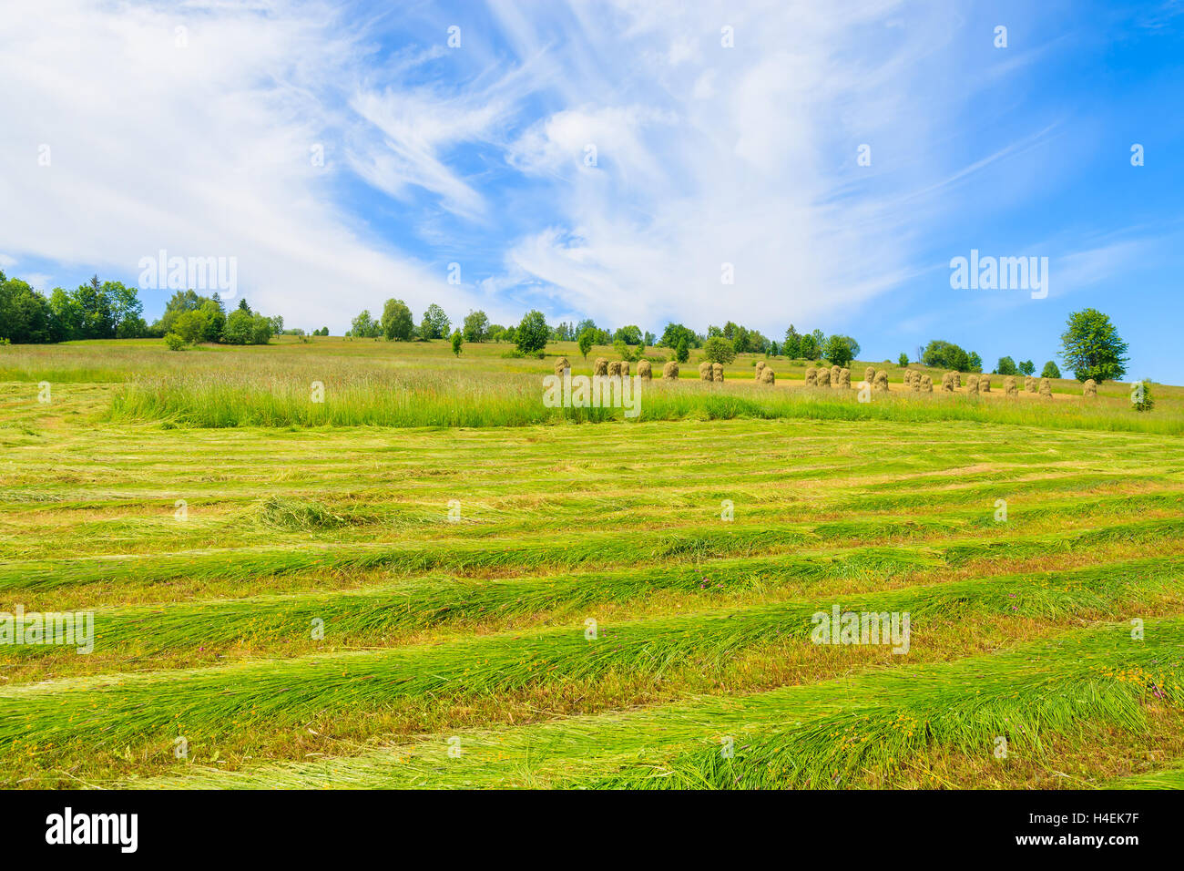 Frisch gemähten Grases auf grüner Wiese in Sommerlandschaft, Podhale, Tatra-Gebirge, Polen Stockfoto