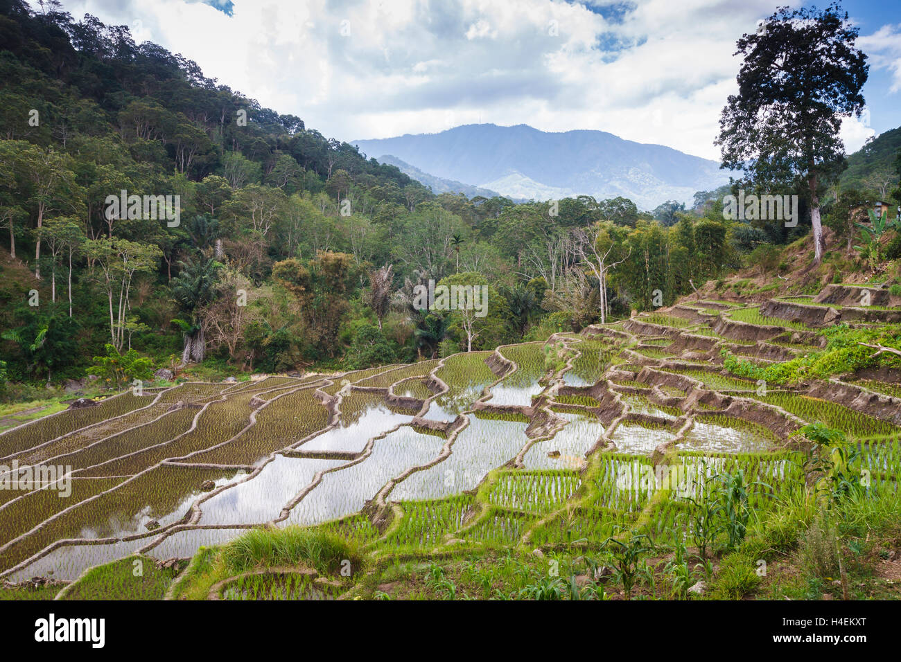 Reisterrassen und tropischen Regenwald. Stockfoto
