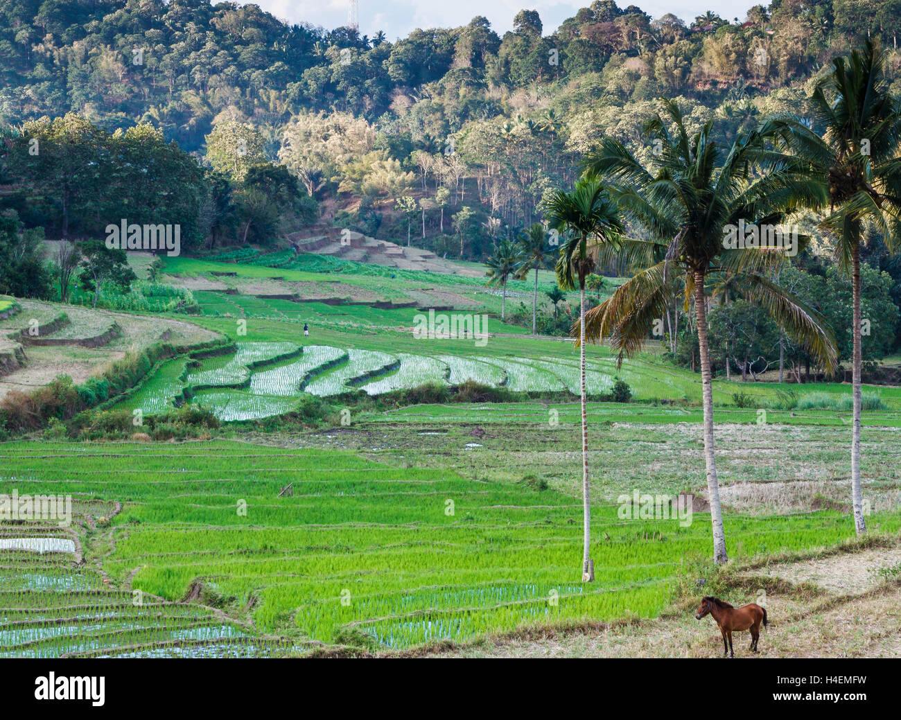 Reisfelder und Wald. Stockfoto