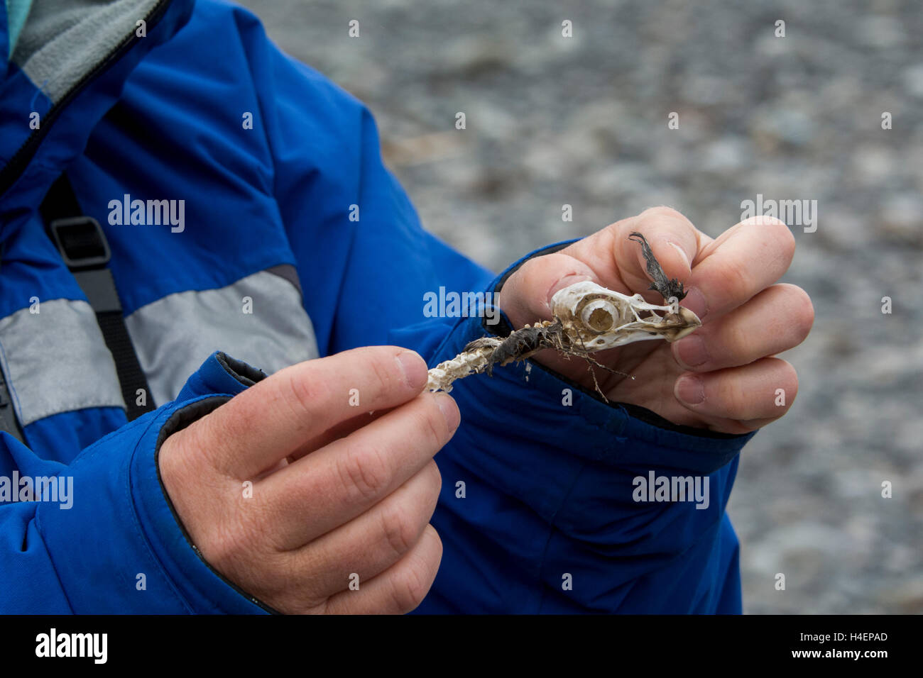 Alaska, Beringsee, Alaska Maritime National Wildlife Refuge, St. Matthew Island (60-33-64N 172-54-83W) Crested Auklet Schädel. Stockfoto