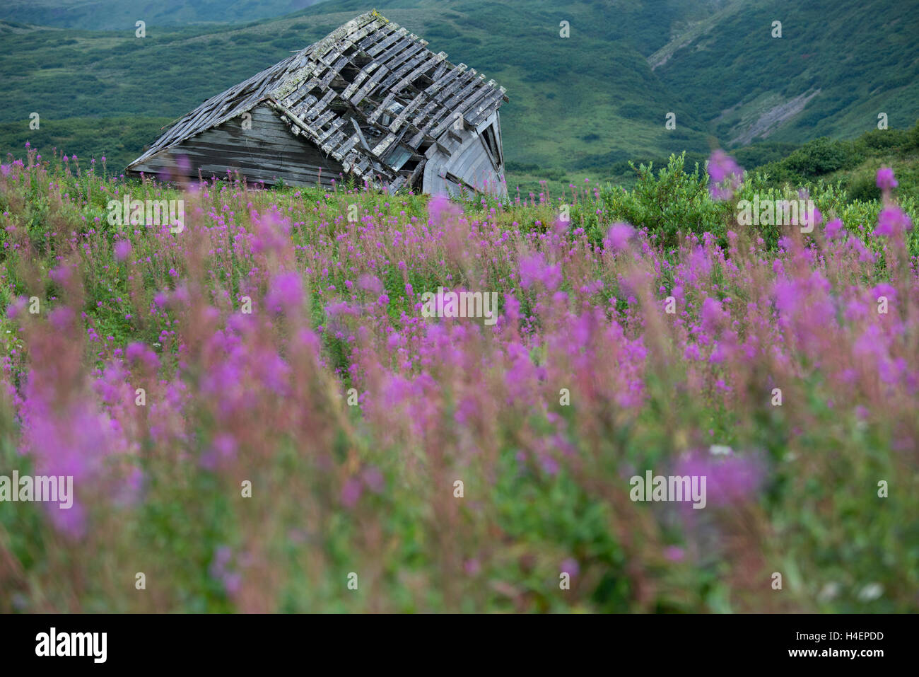 Alaska, Aleuten, Shumagin Inseln, Unga Island. (54°54'-55°20'N 159°15'-160°45'W) unga Dorf, Ruinen. Stockfoto